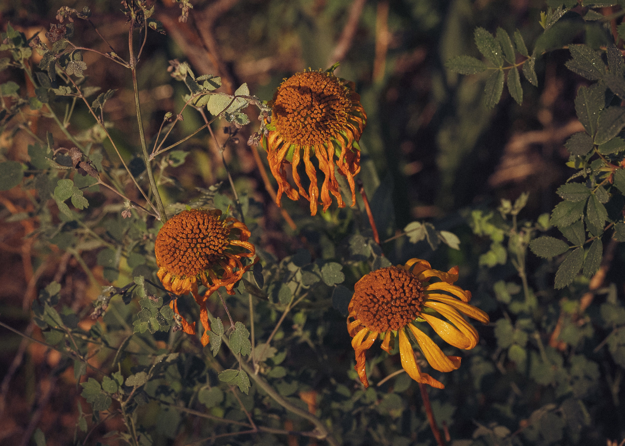 20 f - story5 photography by Rachael Rodriguez