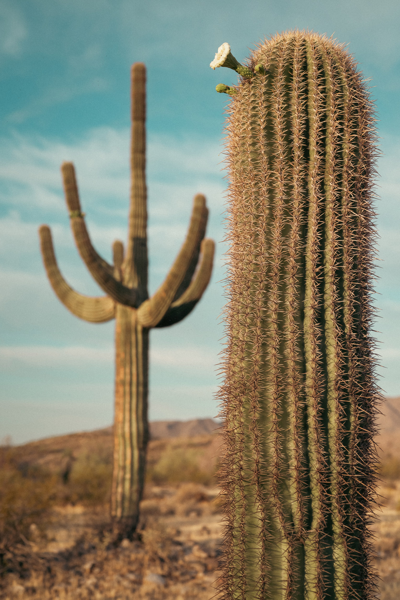 37 saguaroblooms - story5 photography by Rachael Rodriguez